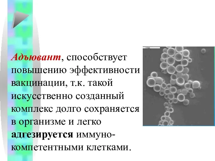 Адъювант, способствует повышению эффективности вакцинации, т.к. такой искусственно созданный комплекс