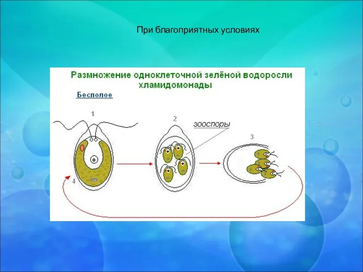 При благоприятных условиях