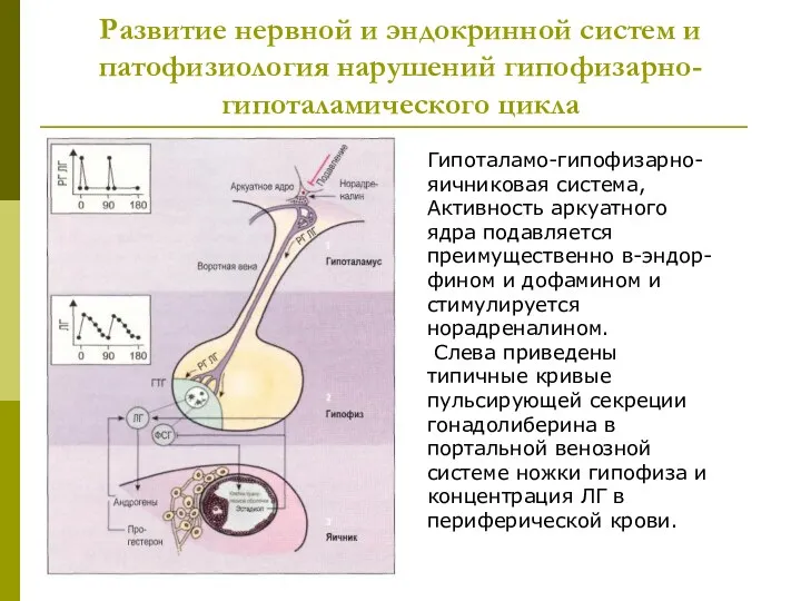 Развитие нервной и эндокринной систем и патофизиология нарушений гипофизарно-гипоталамического цикла