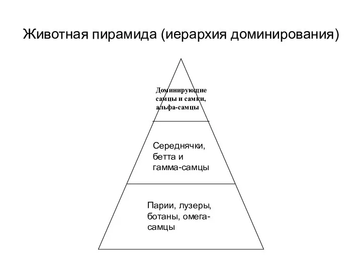 Животная пирамида (иерархия доминирования) Доминирующие самцы и самки, альфа-самцы Середнячки, бетта и гамма-самцы