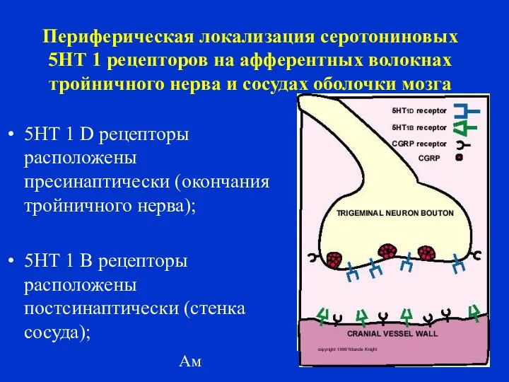 Амелин А.В. 2004 Периферическая локализация серотониновых 5НТ 1 рецепторов на