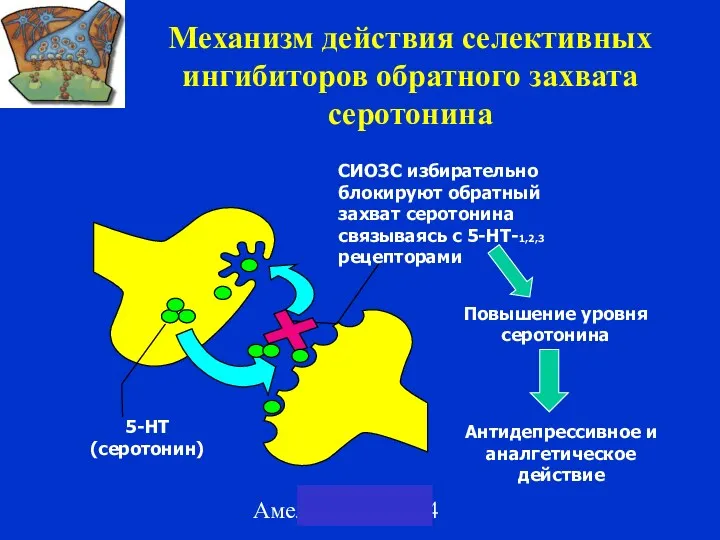 Амелин А.В. 2004 Механизм действия селективных ингибиторов обратного захвата серотонина