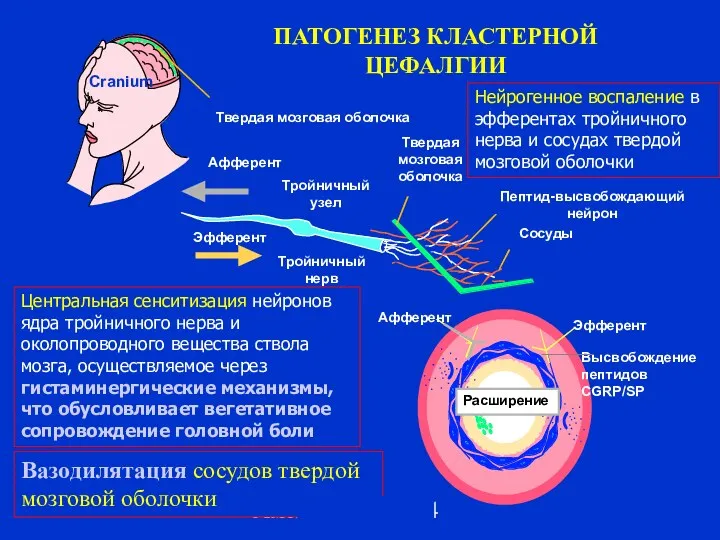 Амелин А.В. 2004 ПАТОГЕНЕЗ КЛАСТЕРНОЙ ЦЕФАЛГИИ Efferent Твердая мозговая оболочка