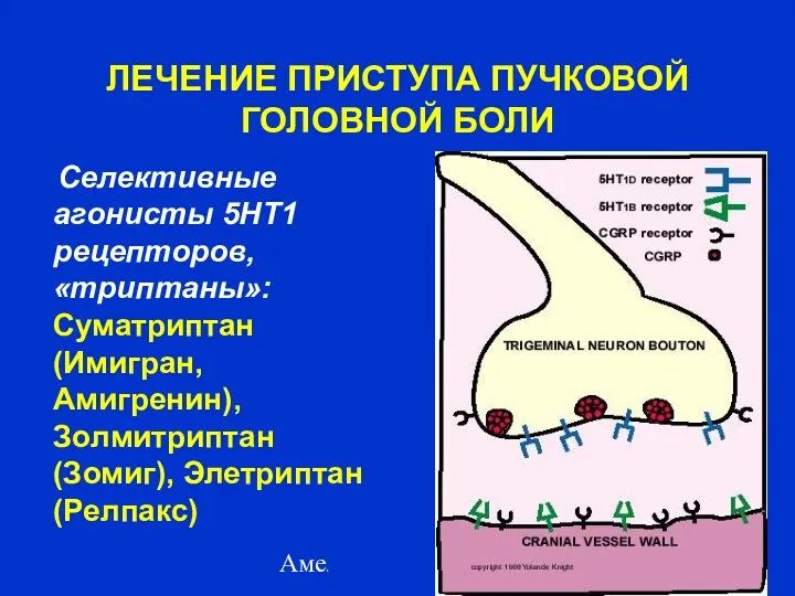 Амелин А.В. 2004 ЛЕЧЕНИЕ ПРИСТУПА ПУЧКОВОЙ ГОЛОВНОЙ БОЛИ Селективные агонисты