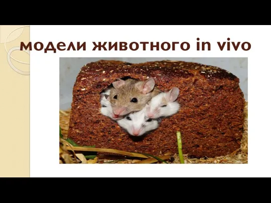 модели животного in vivo