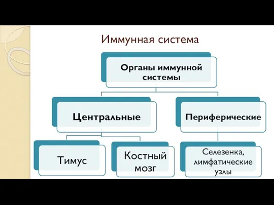 Иммунная система