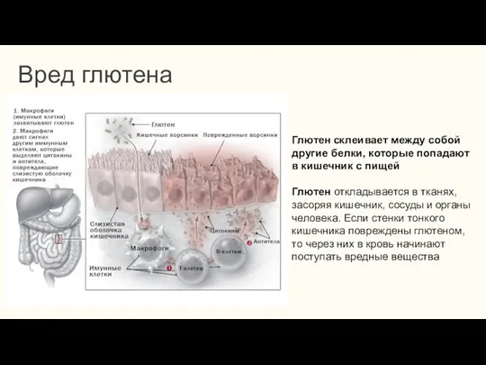 Вред глютена Глютен склеивает между собой другие белки, которые попадают