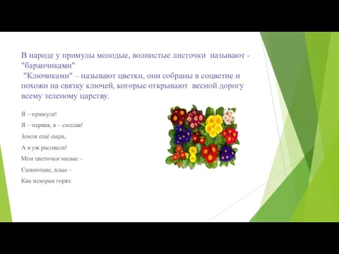 В народе у примулы молодые, волнистые листочки называют - "баранчиками"