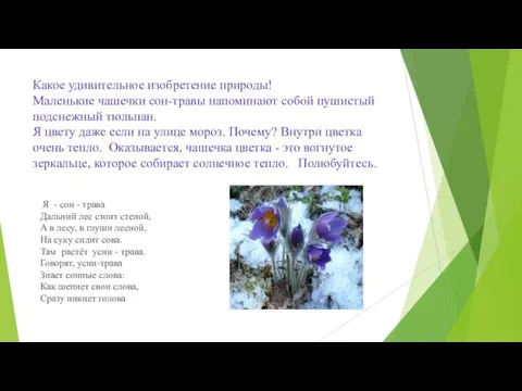 Какое удивительное изобретение природы! Маленькие чашечки сон-травы напоминают собой пушистый