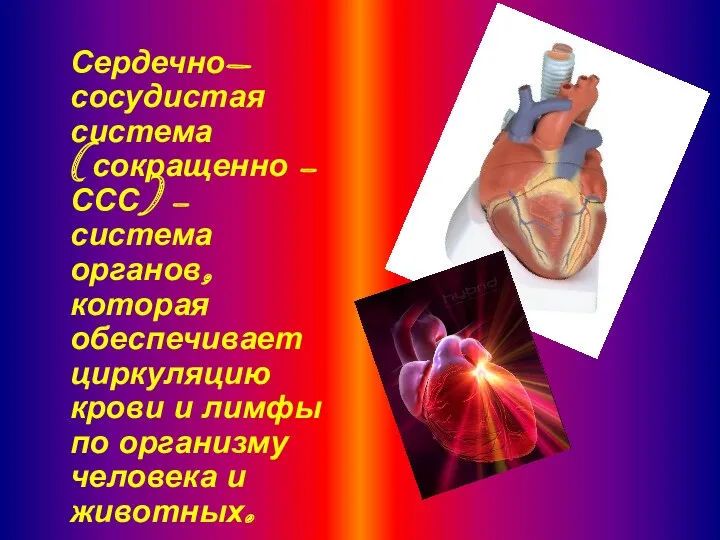 Сердечно-сосудистая система (сокращенно — ССС) — система органов, которая обеспечивает