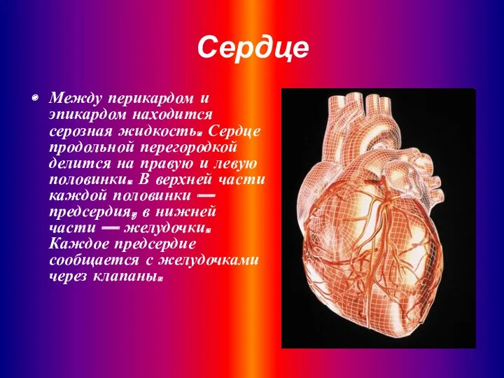 Между перикардом и эпикардом находится серозная жидкость. Сердце продольной перегородкой