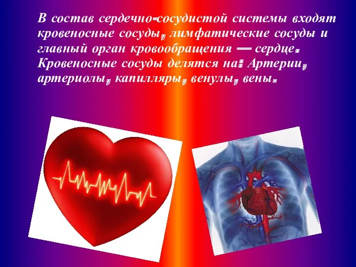 В состав сердечно-сосудистой системы входят кровеносные сосуды, лимфатические сосуды и