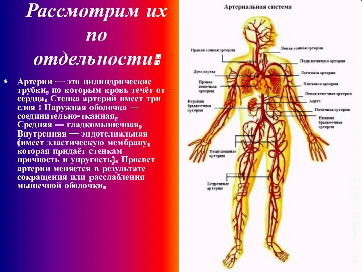 Рассмотрим их по отдельности: Артерии — это цилиндрические трубки, по