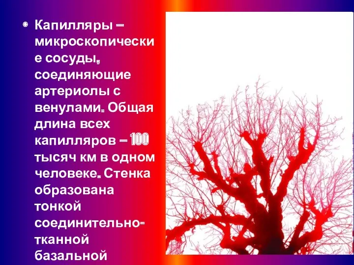 Капилляры — микроскопические сосуды, соединяющие артериолы с венулами. Общая длина