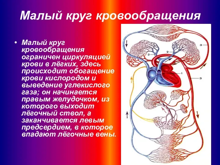 Малый круг кровообращения Малый круг кровообращения ограничен циркуляцией крови в