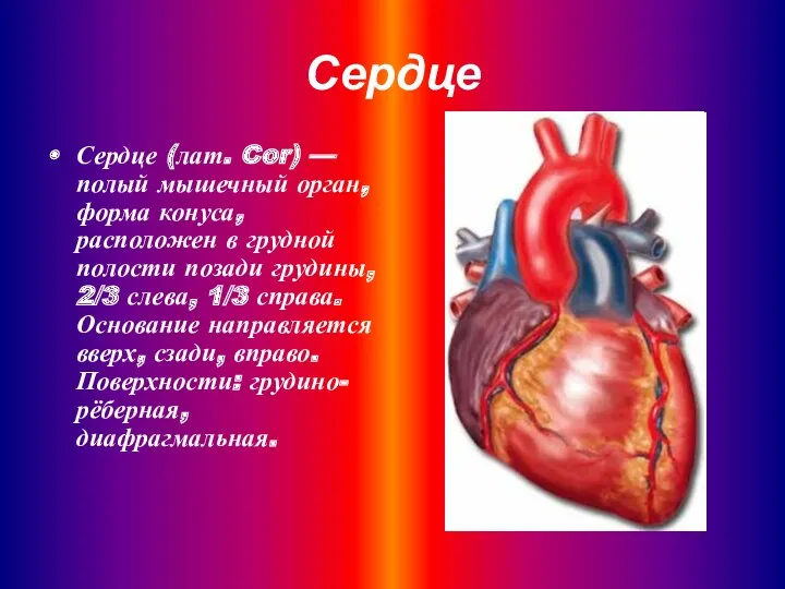 Сердце Сердце (лат. Cor) — полый мышечный орган, форма конуса,