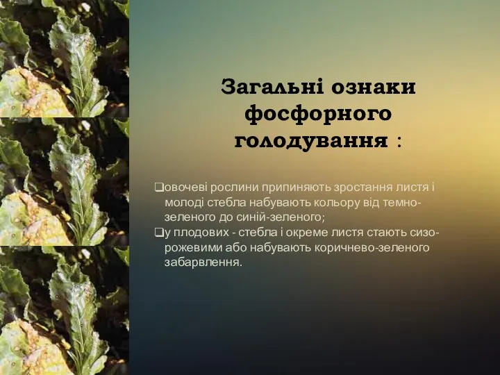 Загальні ознаки фосфорного голодування : овочеві рослини припиняють зростання листя