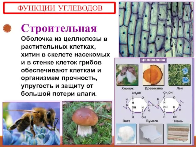 Строительная Оболочка из целлюлозы в растительных клетках, хитин в скелете насекомых и в