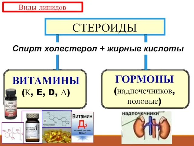 СТЕРОИДЫ ВИТАМИНЫ (К, E, D, А) ГОРМОНЫ (надпочечников, половые) Спирт холестерол + жирные кислоты Виды липидов