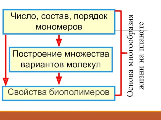 Свойства биополимеров Число, состав, порядок мономеров Построение множества вариантов молекул Основа многообразия жизни на планете