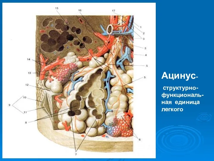 Ацинус- структурно-функциональ-ная единица легкого