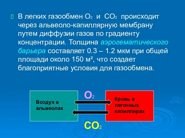 В легких газообмен О2 и СО2 происходит через альвеоло-капиллярную мембрану путем диффузии газов