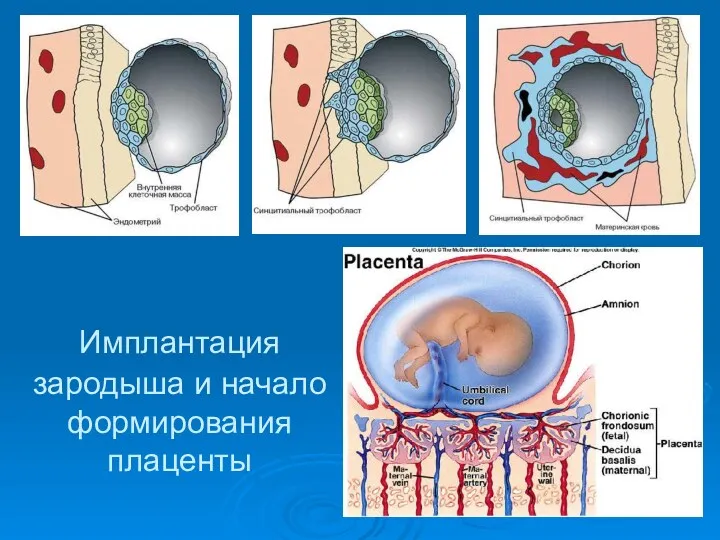 Имплантация зародыша и начало формирования плаценты