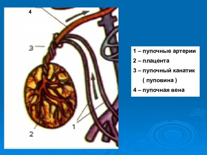 4 1 – пупочные артерии 2 – плацента 3 – пупочный канатик (