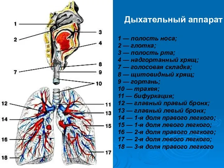 Дыхательный аппарат 1 — полость носа; 2 — глотка; 3 — полость рта;