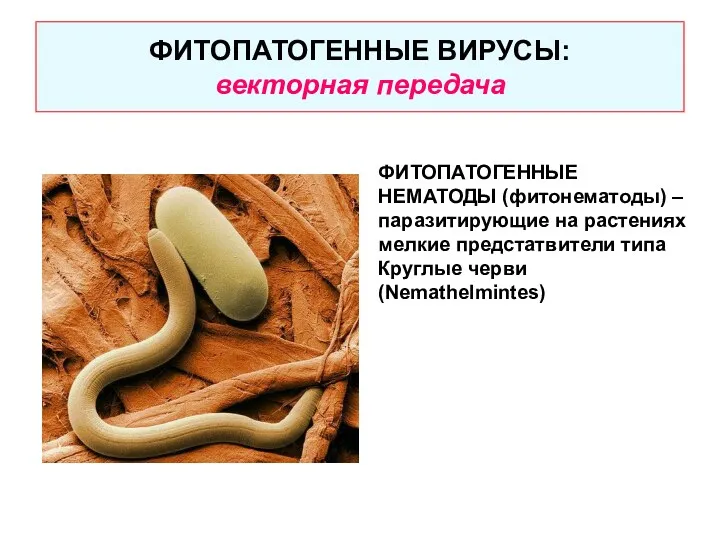 ФИТОПАТОГЕННЫЕ ВИРУСЫ: векторная передача ФИТОПАТОГЕННЫЕ НЕМАТОДЫ (фитонематоды) – паразитирующие на