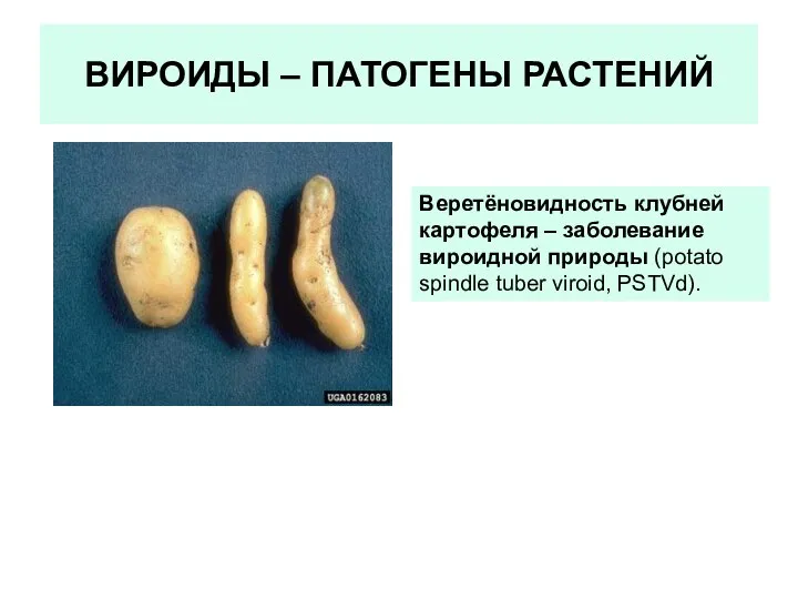 ВИРОИДЫ – ПАТОГЕНЫ РАСТЕНИЙ Веретёновидность клубней картофеля – заболевание вироидной природы (potato spindle tuber viroid, PSTVd).