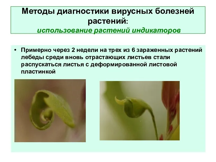 Методы диагностики вирусных болезней растений: использование растений индикаторов Примерно через