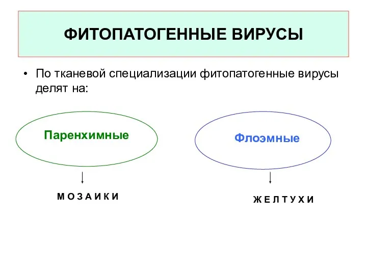 ФИТОПАТОГЕННЫЕ ВИРУСЫ По тканевой специализации фитопатогенные вирусы делят на: Паренхимные