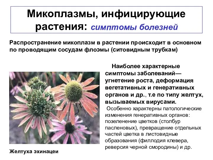 Микоплазмы, инфицирующие растения: симптомы болезней Желтуха эхинацеи Наиболее характерные симптомы