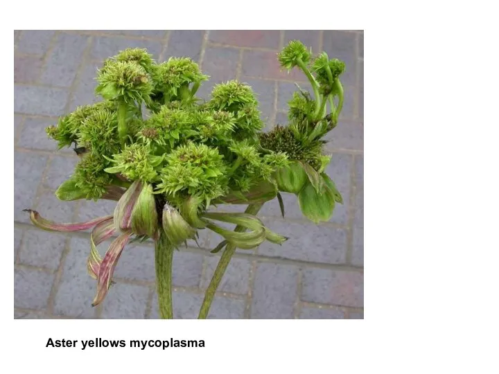 Aster yellows mycoplasma