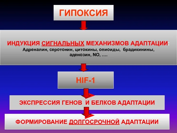 ГИПОКСИЯ ФОРМИРОВАНИЕ ДОЛГОСРОЧНОЙ АДАПТАЦИИ ЭКСПРЕССИЯ ГЕНОВ И БЕЛКОВ АДАПТАЦИИ HIF-1