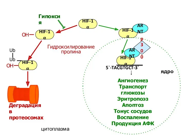 HIF-1α HIF-1α HIF-1α HIF-1α HIF-1α ARNT p300 5`-TACGTGCT-3` Гидроксилирование пролина