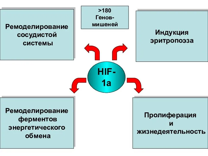 Ремоделирование сосудистой системы Ремоделирование ферментов энергетического обмена Пролиферация и жизнедеятельность Индукция эритропоэза HIF-1a >180 Генов-мишеней