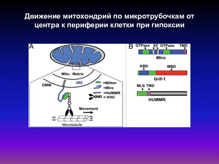 Движение митохондрий по микротрубочкам от центра к периферии клетки при гипоксии