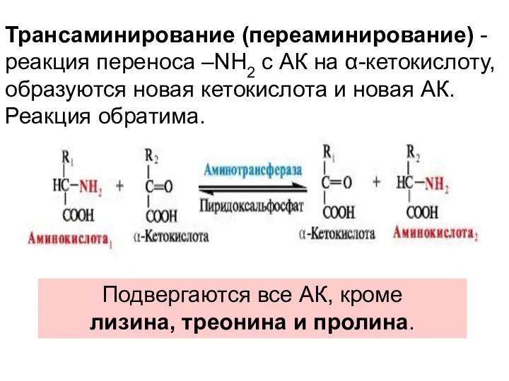 Трансаминирование (переаминирование) - реакция переноса –NH2 с АК на α-кетокислоту,