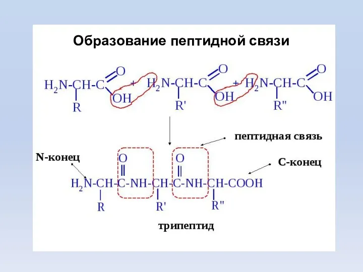 Образование пептидной связи