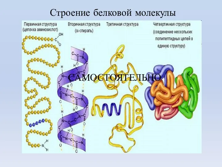 Строение белковой молекулы САМОСТОЯТЕЛЬНО