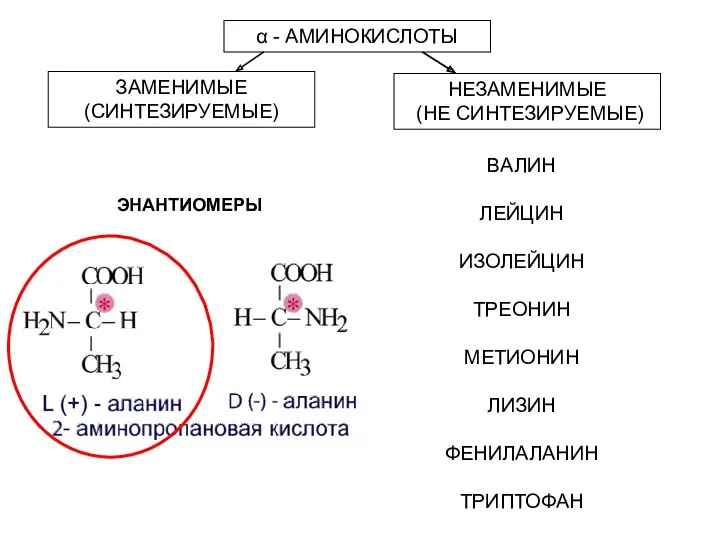 α - АМИНОКИСЛОТЫ ЗАМЕНИМЫЕ (СИНТЕЗИРУЕМЫЕ) НЕЗАМЕНИМЫЕ (НЕ СИНТЕЗИРУЕМЫЕ) ВАЛИН ЛЕЙЦИН ИЗОЛЕЙЦИН ТРЕОНИН МЕТИОНИН ЛИЗИН ФЕНИЛАЛАНИН ТРИПТОФАН