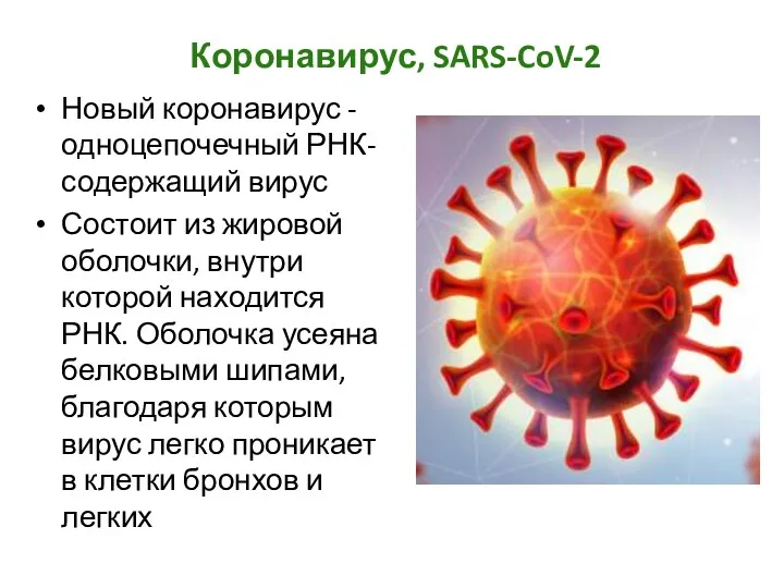 Коронавирус, SARS-CoV-2 Новый коронавирус -одноцепочечный РНК-содержащий вирус Состоит из жировой