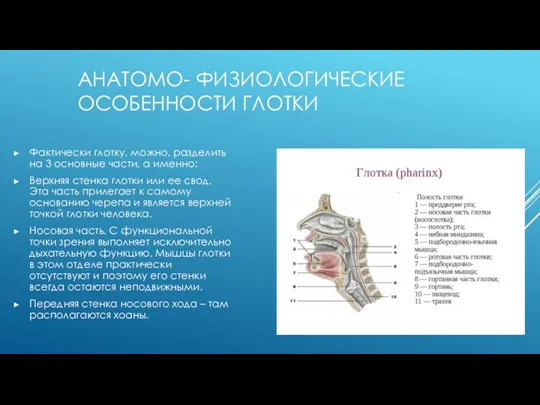 АНАТОМО- ФИЗИОЛОГИЧЕСКИЕ ОСОБЕННОСТИ ГЛОТКИ Фактически глотку, можно, разделить на 3