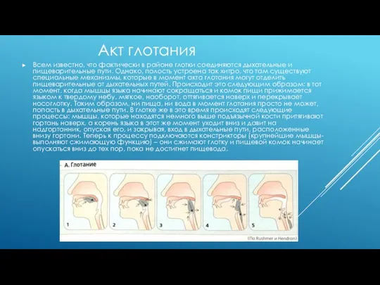 Всем известно, что фактически в районе глотки соединяются дыхательные и