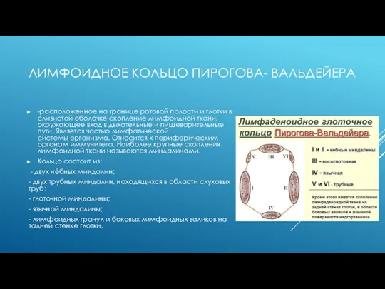 ЛИМФОИДНОЕ КОЛЬЦО ПИРОГОВА- ВАЛЬДЕЙЕРА -расположенное на границе ротовой полости и