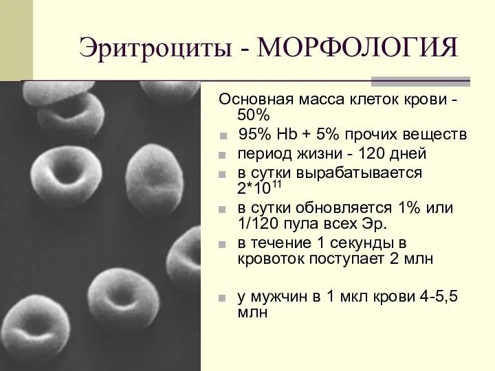 Эритроциты - МОРФОЛОГИЯ Основная масса клеток крови - 50% 95%