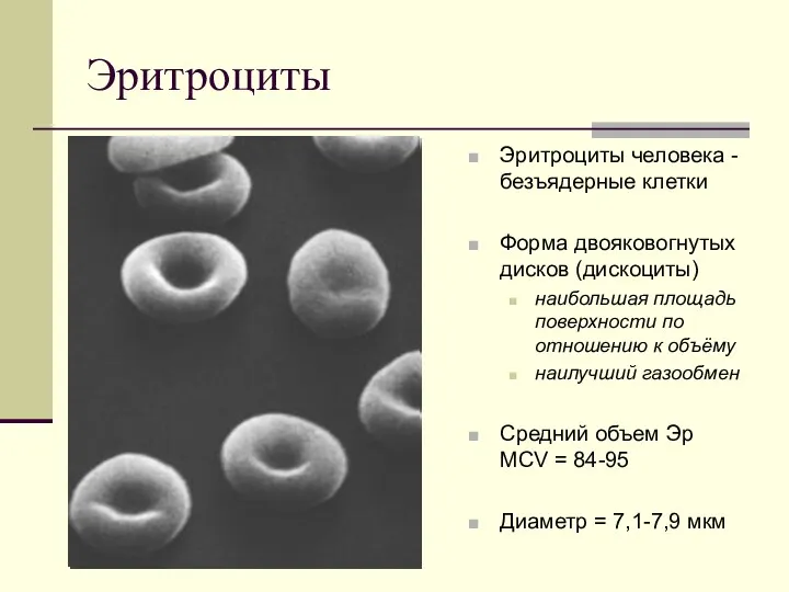 Эритроциты Эритроциты человека - безъядерные клетки Форма двояковогнутых дисков (дискоциты)