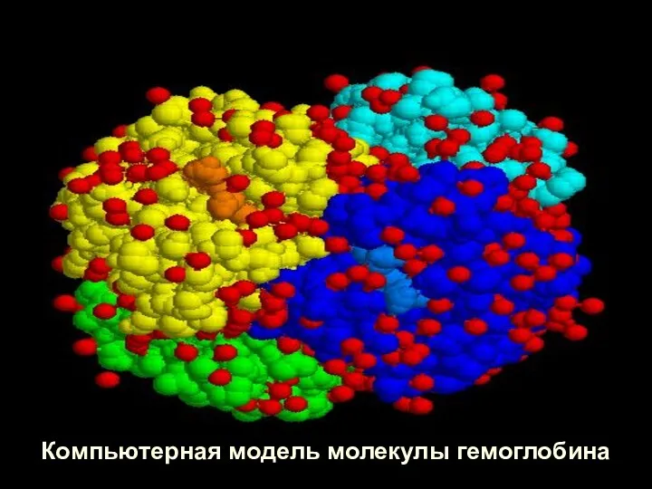 Компьютерная модель молекулы гемоглобина